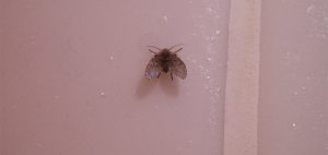 how to get rid of bathroom flies